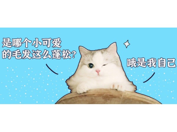 自从有了欧科达宠物烘干机，猫咪毛发变得蓬松柔顺！